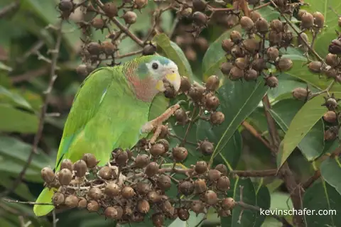 Yellow-billed Amazon