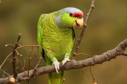 Lilac-crowned Amazon