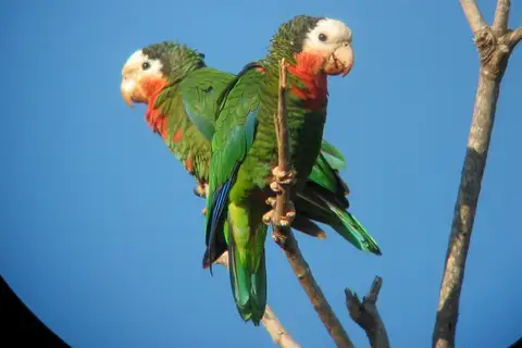 Cuban Amazon