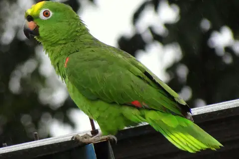 Yellow-crowned Amazon
