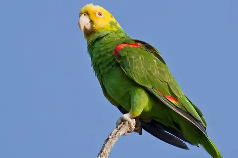 Yellow-headed Amazon