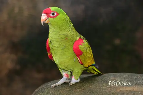 Red-spectacled Amazon