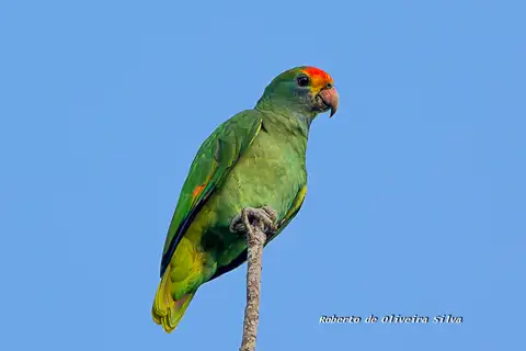 Red-browed Amazon