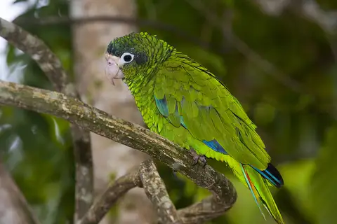 Hispaniolan Amazon