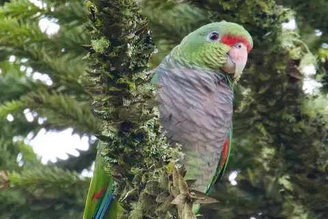 Vinaceous-breasted Amazon