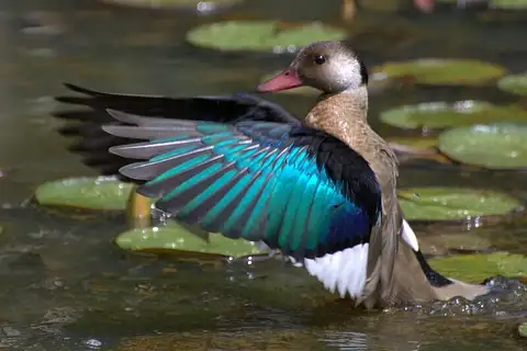 Brazilian Teal