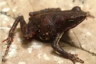 Manaus Tree Toad