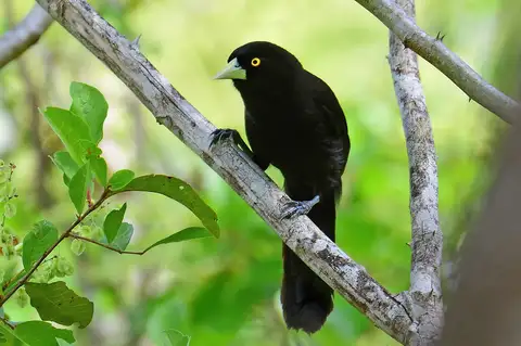 Yellow-billed Cacique