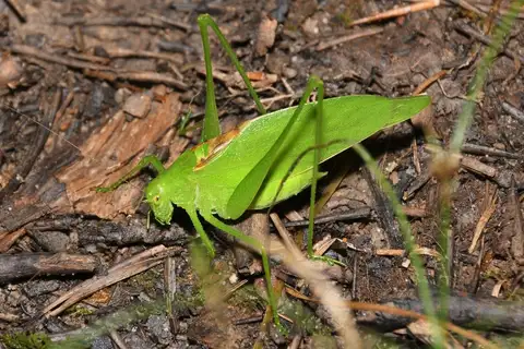 Clicker Round-winged Katydid