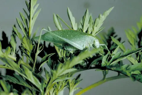 Sandhill Virtuoso Katydid