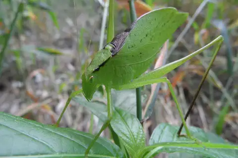 Carinate Katydid