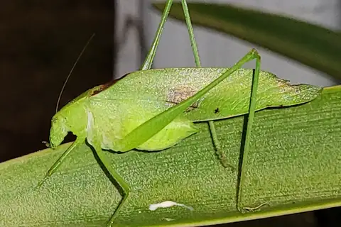 Florida Oblong-winged Katydid