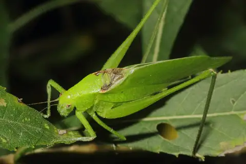 Texas false katydid