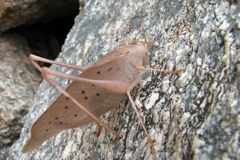 Big Bend Oblong-winged Katydid