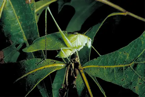 Common Virtuoso Katydid