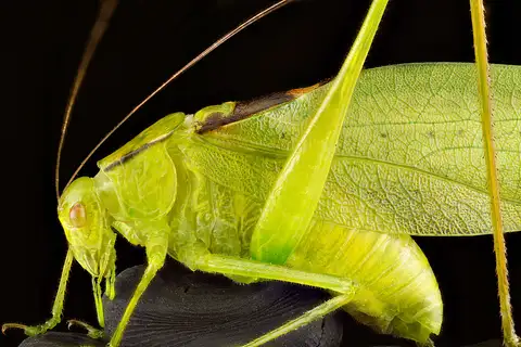 Oblong-winged Katydid