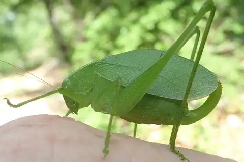 Western Round-winged Katydid