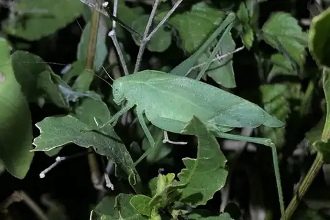 Rio Grande Valley False Katydid