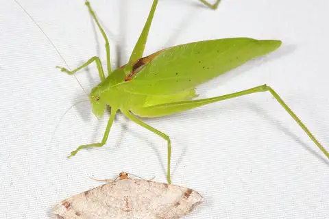 Rattler Round-winged Katydid