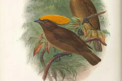 Golden-fronted Bowerbird