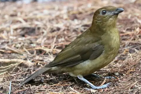Vogelkop Bowerbird