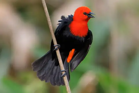 Scarlet-headed Blackbird