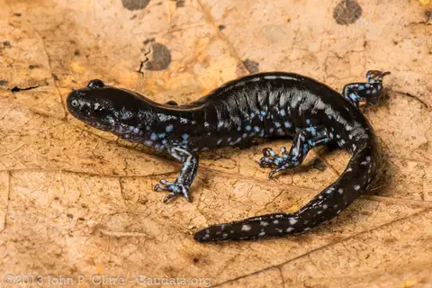 Blue-spotted Salamander