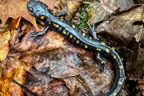 Spotted Salamander