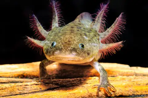 Axolotl