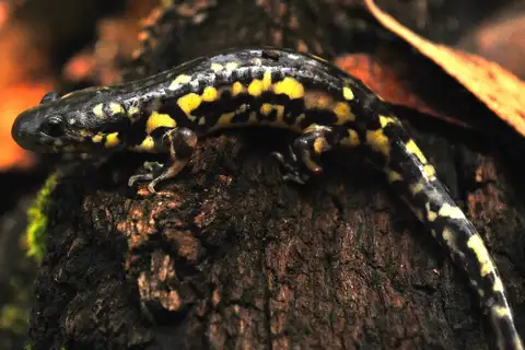Tarahumara Salamander