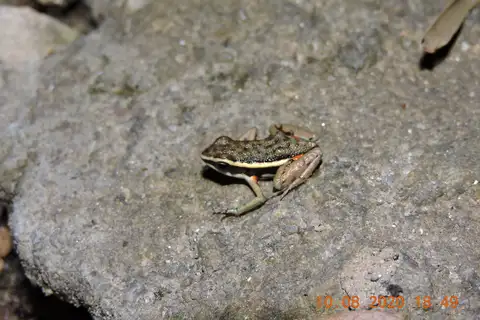 Goiás Poison Frog