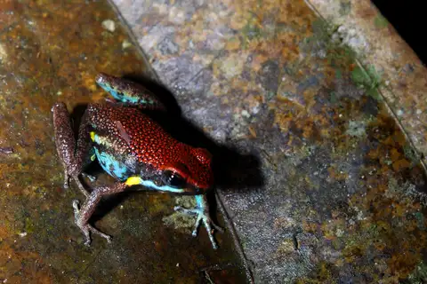 Ecuador Poison Frog
