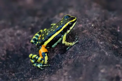 Chiquitanía Poison Frog