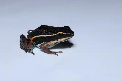 Mato Grosso Poison Frog