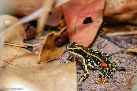 Lutz's Poison Frog