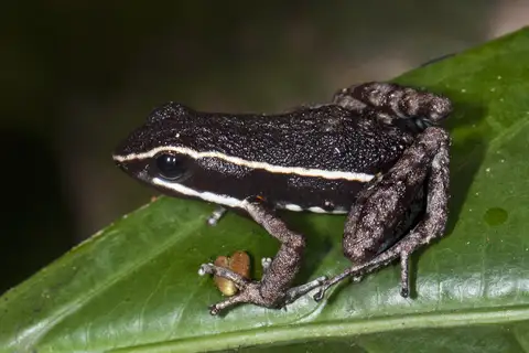 Pale-striped Poison Frog