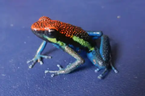 Manú Poison Frog