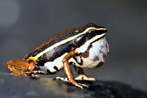 Jacareacanga Poison Frog