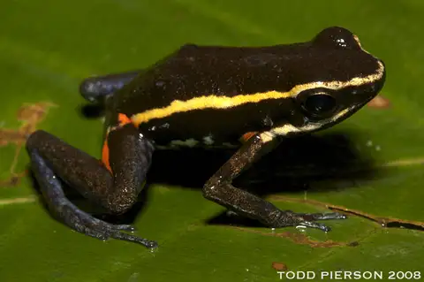 Spot-legged Poison Frog
