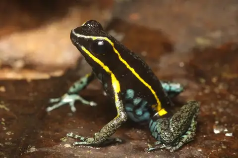 Blue-breasted Poison Frog