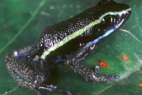 Río Madre de Dios Poison Frog