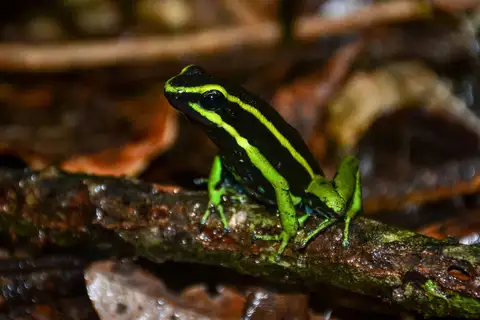 Three-striped Poison Frog