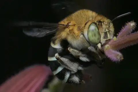 Amegilla asserta