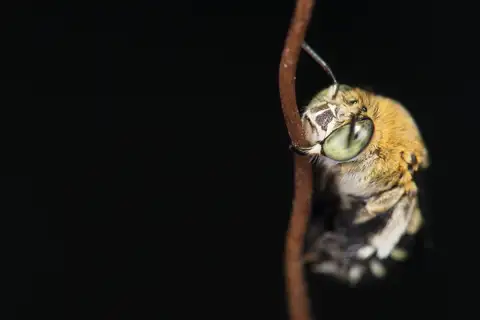 Amegilla calceifera