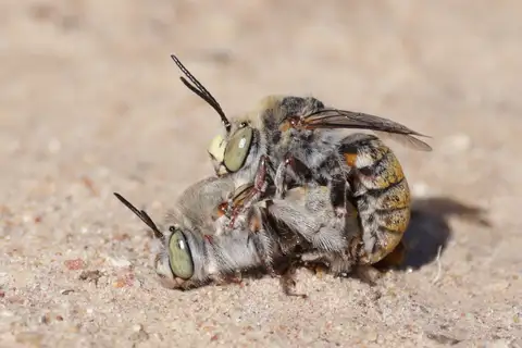 Amegilla calva