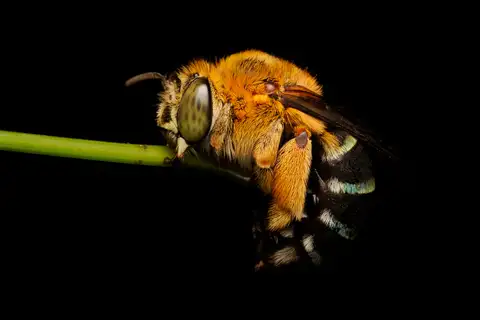 Amegilla cingulata