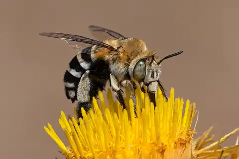 Four-striped Digger Bee