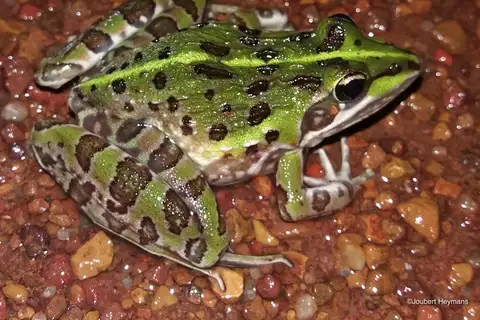 Common River Frog