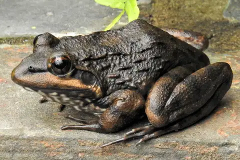 Cape River Frog