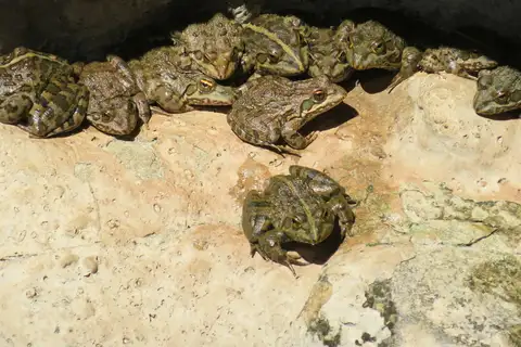 Poynton's River Frog